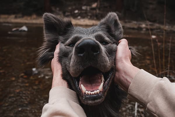 She’s fiercely loyal and loves other dogs - @harborhowls 09/2022 Harbor (@harborhowls), a happy black dog, is playfully held by two hands gently cupping their fluffy cheeks. Harbor’s mouth is open in a joyful expression, showing their teeth and a wide smile. The background features a shallow stream and a natural forest setting, emphasizing an adventurous and outdoor lifestyle.