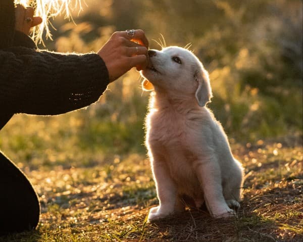 Franzi has to walk the dogs - @hummel_die_feuerwehr 06/2022 Franzi from @hummel_die_feuerwehr feeding their white puppy during sunset, capturing a serene moment of vanlife with their pet in a natural, outdoor setting.