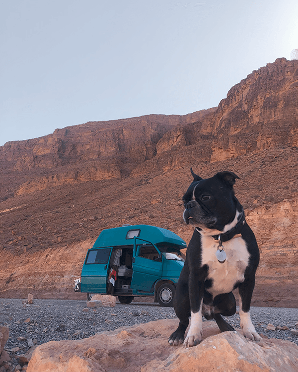 "Pupe" enjoying the views in Morocco - @leinen_los_zu_viert_ 06/2024 A black and white dog named Pupe sits on a rock in the foreground, with a teal camper van parked against a backdrop of rugged red cliffs in Morocco. The van's door is open, revealing a glimpse of the interior. The scene captures a moment of travel and adventure for @leinen_los_zu_viert_