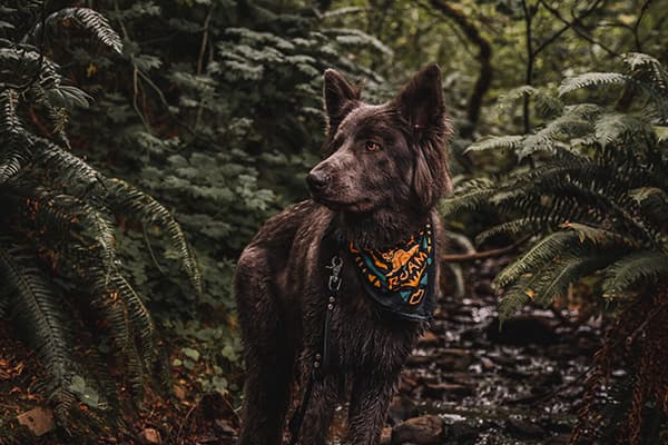 We actually spend the majority of our days outside hiking - @harborhowls 09/2022 Harbor (@harborhowls), a sleek black dog with pointed ears, stands alert in a lush forest wearing a colorful bandana that reads 'ROAM.' The background features vibrant green ferns and trees, with a small stream running through the natural setting, evoking a sense of adventure and exploration.