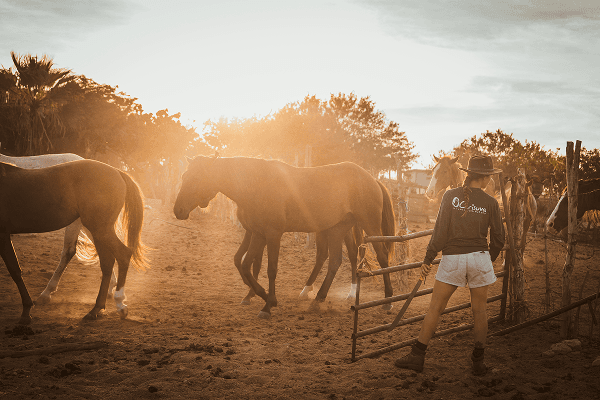 Voluntary work on a ranch in Baja California - @on.vagabonde 03/2023 Audrey from on.vagabonde stands at a ranch gate at sunset while several horses walk across a sandy corral in Baja California, Mexico, during their Pan American Highway vanlife journey.