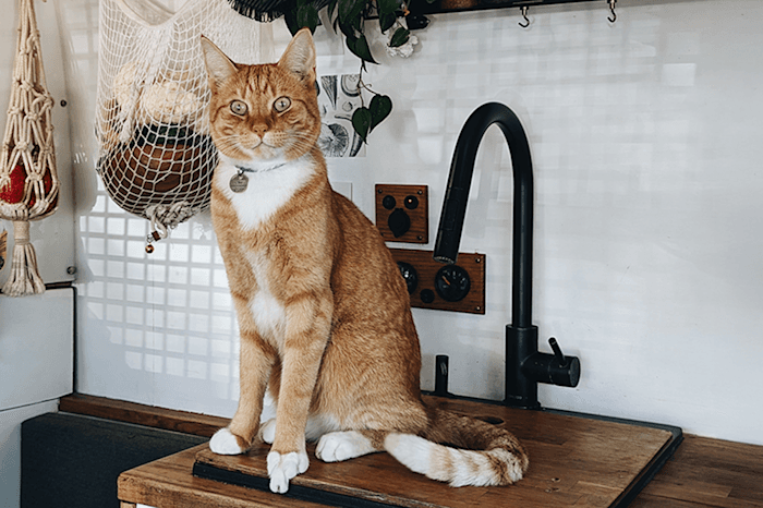 With food and loads of patience we got him used to the van - @chanti.and.ollie 12/2022 Ginger cat Ollie from @chanti.and.ollie sits proudly on the wooden kitchen counter of a white Opel Movano campervan, next to a black faucet, with hanging plants and macramé storage in the background, showcasing cozy vanlife living.