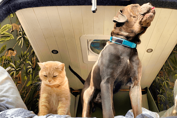 Hamish & Leo in the van - @coyama.live 03/2023 Leo the large black dog and Hamish the ginger cat from the @coyama.live vanlife family sit together inside the couple’s self built Mercedes Sprinter. Leo stands tall in the sunlight with his blue collar while Hamish sits beside him on the bed, looking down with a calm expression. Tropical patterned wallpaper and white ceiling paneling frame the cozy interior, capturing a warm moment of their nomadic travel life with pets.